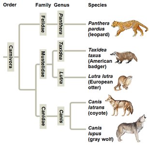 Phylogenetic tree of the order Carnivora