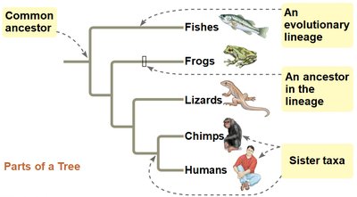 Parts of a phylogenetic tree