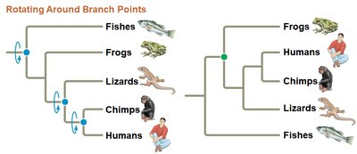 Rotating around branch points in phylogenetic trees