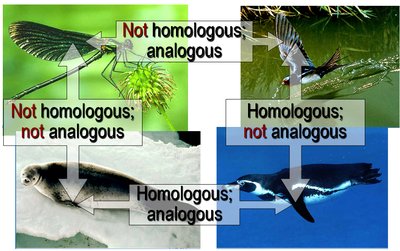 Examples of homologous and analogous structures