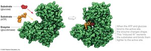 Enzyme binding substrates and changing shape