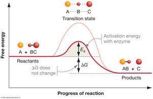 Enzyme lowering activation energy diagram