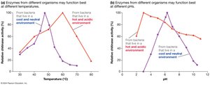 Enzyme activity vs temperature and pH