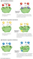 Competitive inhibition and allosteric regulation diagrams