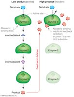 Feedback inhibition in metabolic pathway