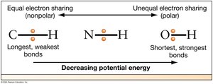 Comparison of C-H, N-H, and O-H bonds and their potential energy