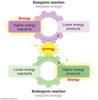 Energetic coupling diagram