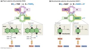 Electron carriers NAD and FAD in redox reactions