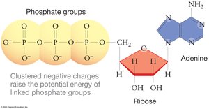 ATP structure showing phosphate groups, ribose, and adenine