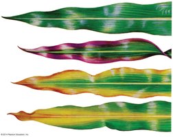 Leaves showing symptoms of nutrient deficiencies