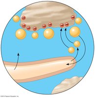 Diagram of cation exchange between soil particles and root hairs