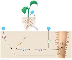 Diagram of the nitrogen cycle in soil and plant roots