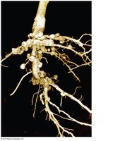 Root nodules on a legume plant