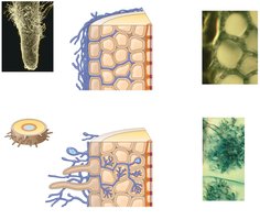 Diagrams and micrographs of ectomycorrhizae and arbuscular mycorrhizae