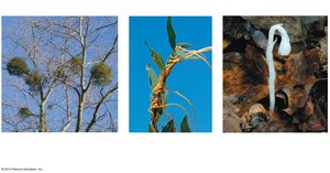 Examples of parasitic plants: mistletoe, dodder, Indian pipe