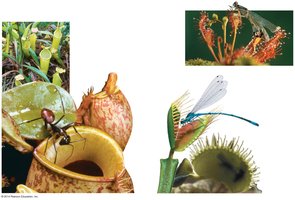 Examples of carnivorous plants: pitcher plants, Venus flytraps, sundew