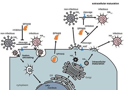 Diagram of influenza virus life cycle and SPINK6 inhibition of protease-mediated activation