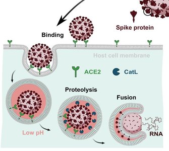 Coronavirus entry into host cell: binding, proteolysis, fusion, and RNA release