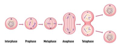 Diagram of mitosis stages: interphase, prophase, metaphase, anaphase, telophase