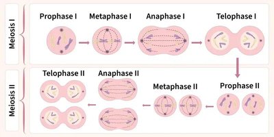 Diagram of meiosis I and II stages