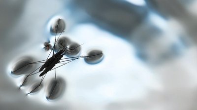 Insect walking on water due to surface tension