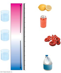 pH scale with examples of biological fluids and substances
