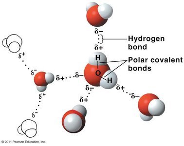 Hydrogen bonding between water molecules