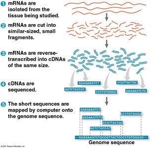 General Biology Study Guide: DNA Tools & Biotechnology | Notes