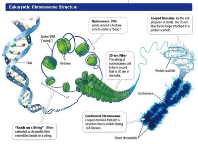 Eukaryotic Chromosome Structure
