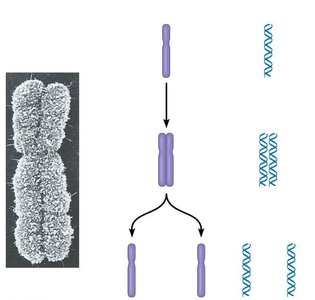 Chromosome Duplication and Separation