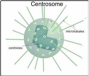 Centrosome Structure