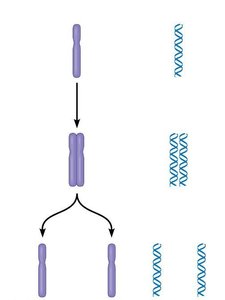 Chromosome Duplication and Separation