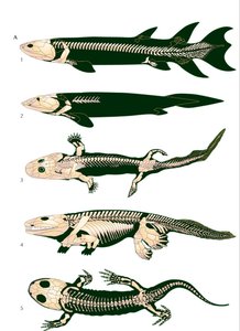 Evolution of tetrapod limbs from lobe-finned fish to early amphibians