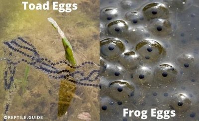 Comparison of toad eggs and frog eggs in aquatic environments