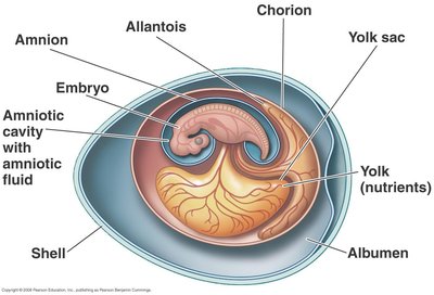 Diagram of the amniotic egg showing membranes and structures