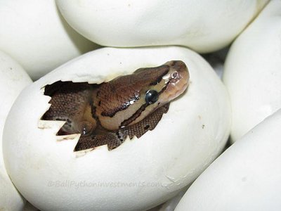 Diagram of differentiated mammalian teeth