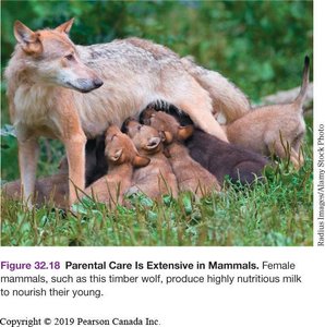 Parental care in mammals: wolf nursing pups