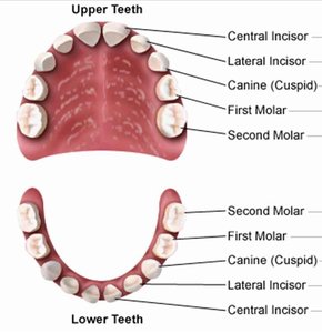 Platypus, a monotreme mammal