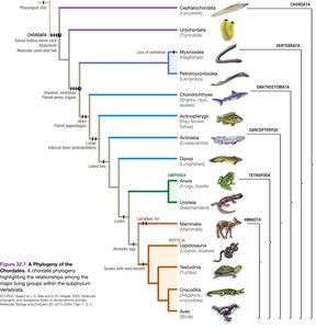 Phylogeny of the Chordates, showing major lineages and evolutionary relationships