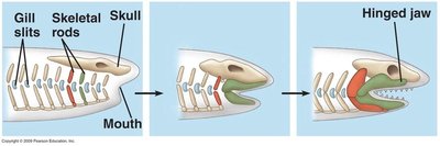 Diagram showing the evolution of the jaw from gill slits and skeletal rods