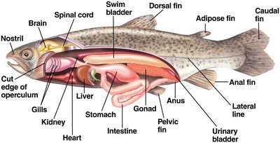Internal anatomy of a fish showing swim bladder, gills, and other organs