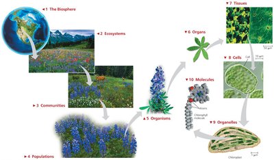 Levels of biological organization from biosphere to molecules