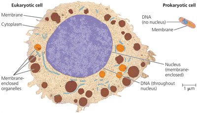 Comparison of eukaryotic and prokaryotic cells