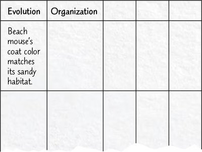 Table showing example of evolution: Beach mouse’s coat color matches its sandy habitat.