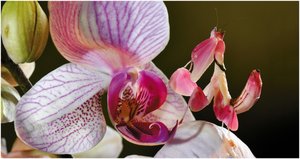 Orchid mantis camouflaged on a flower