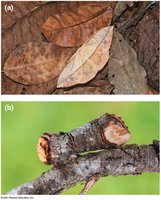 Camouflage adaptations in insects