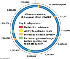 Chromosome map of MRSA showing key adaptations