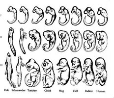 Comparative embryology across vertebrates