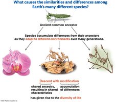 Diagram showing descent with modification from a common ancestor