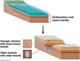 Diagram of sedimentary rock layers and fossil formation